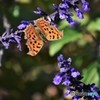 タテハチョウ、、、。