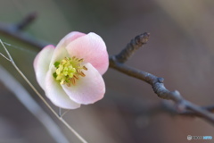 木瓜の吐息