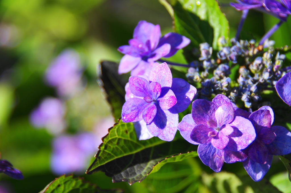 雨上がり紫陽花－１３