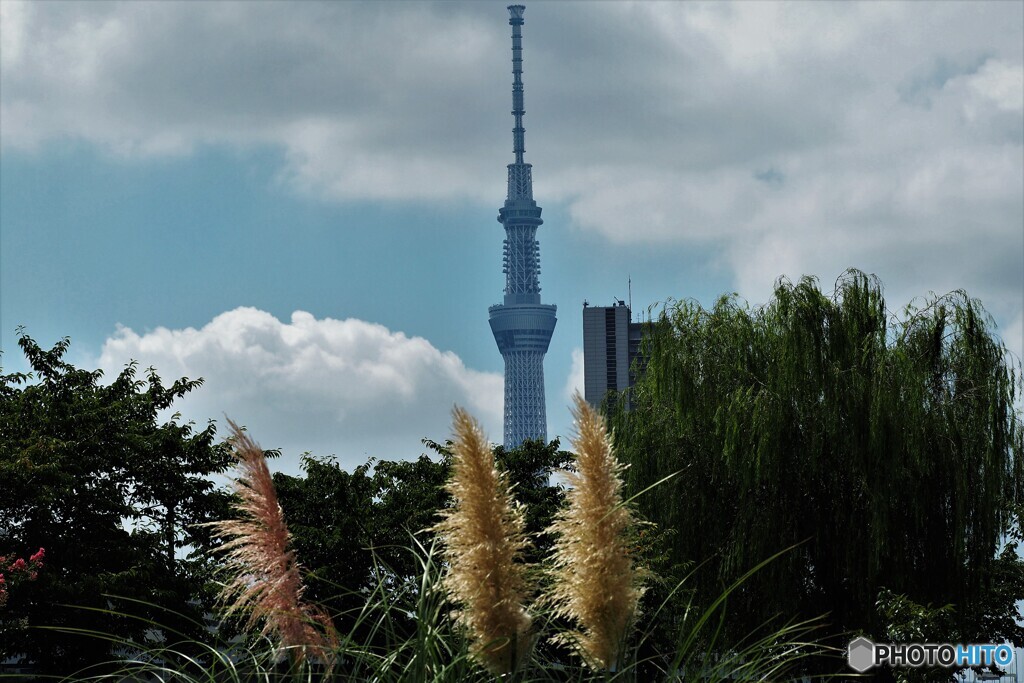 夏から秋へ