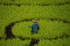 田んぼアートー６