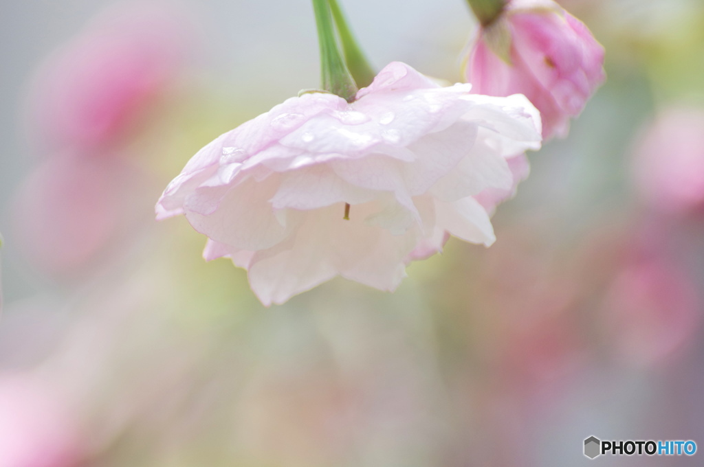 卯月桜ー一葉ー１