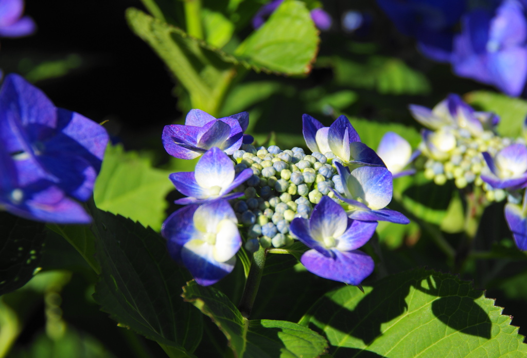 雨上がり紫陽花－１１