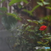 同じ花－②