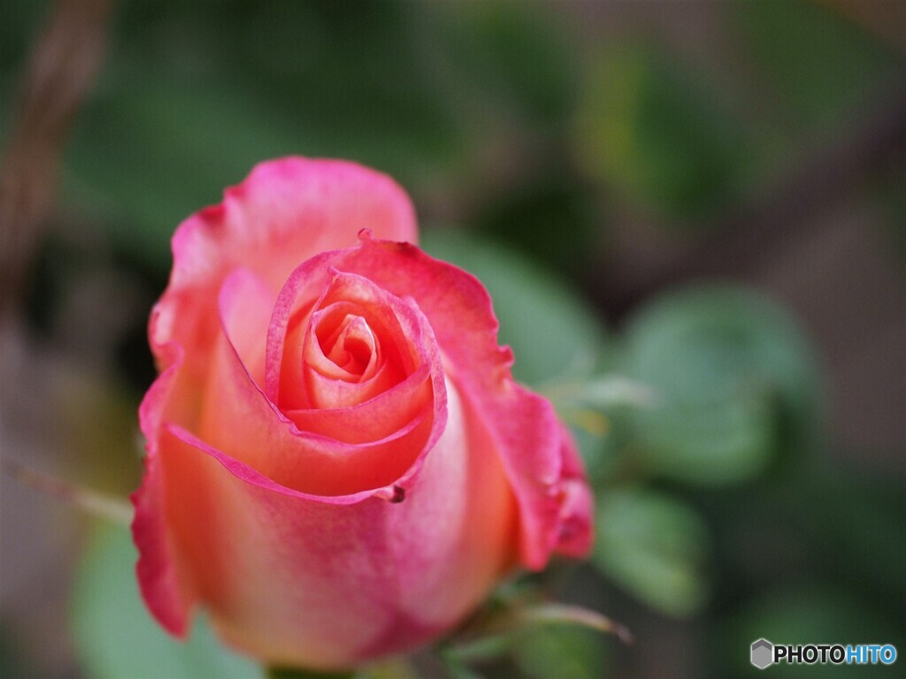 冬の薔薇の思い出～ⅳ