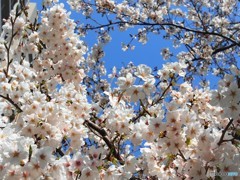 平成最後を咲く桜達～ⅺ