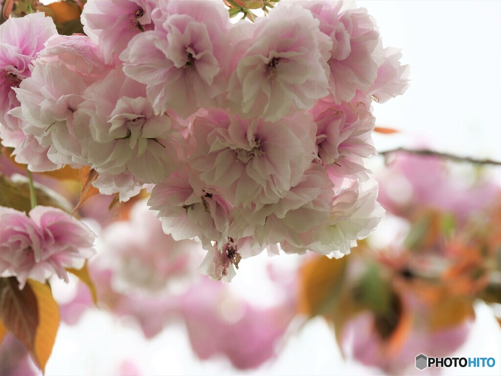 名残り惜しき八重桜～ⅷ