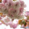 名残り惜しき八重桜～ⅷ