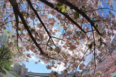 平成最後を咲く桜達～lxx