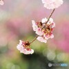２０２１桜だより～xxii