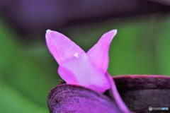 violet