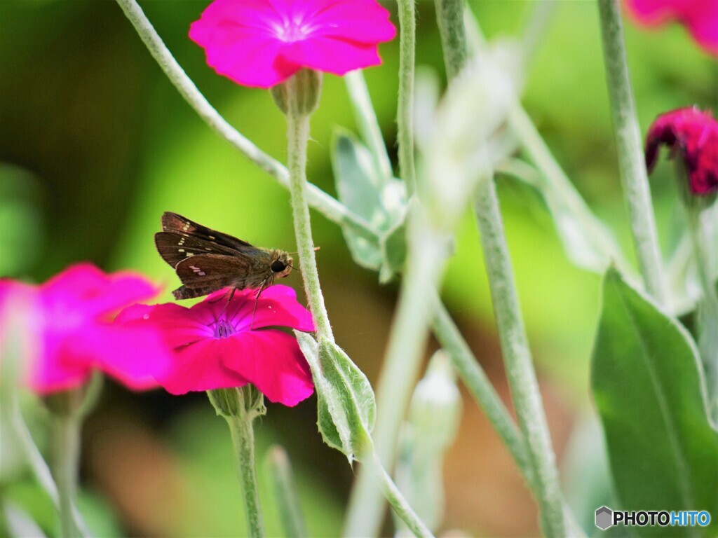 赤花が好き
