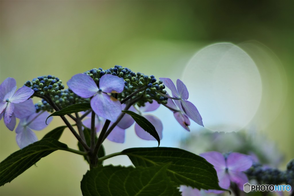 季節の花に思う、、、ⅱ