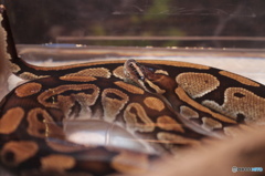 生物園Ⅱ－14
