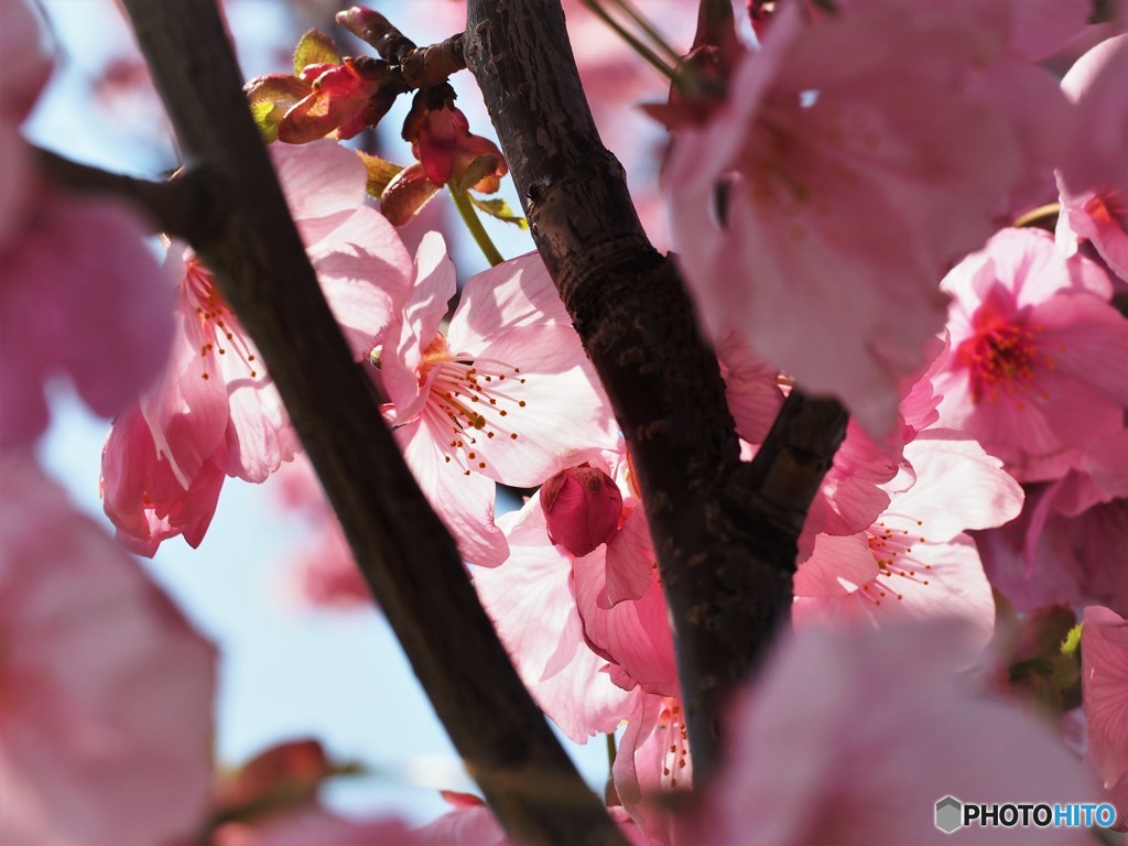 平成最後を咲く桜達～xvi