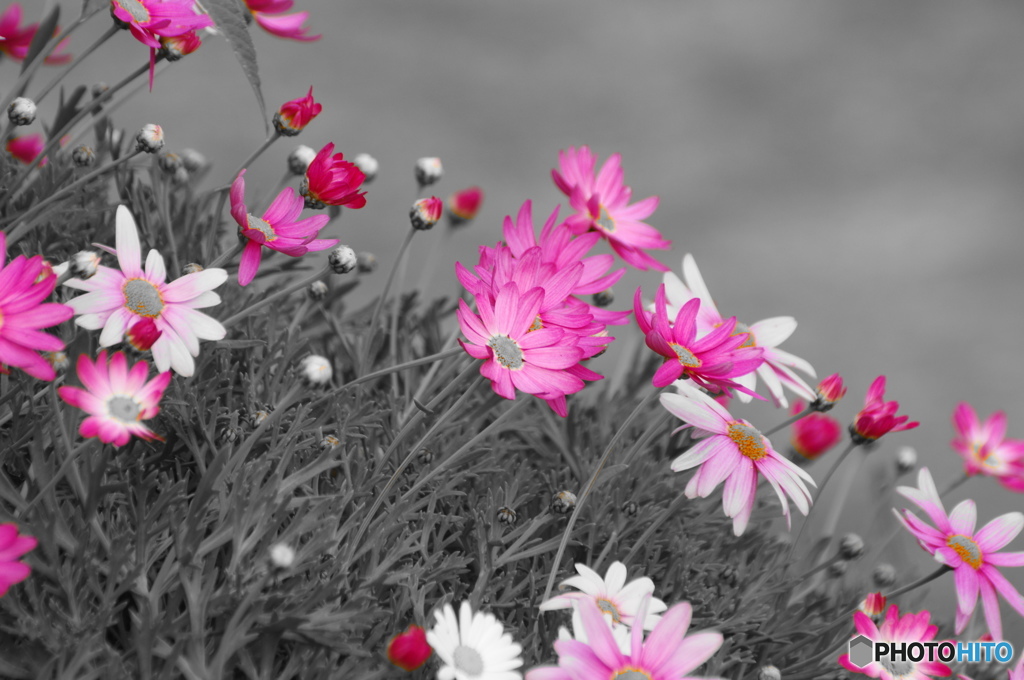冬の変化花ー２