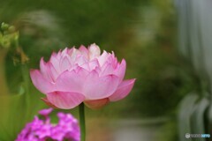咲いたよ～⑥