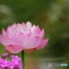 咲いたよ～⑥
