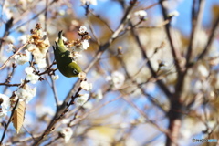 繡眼鳥ー③