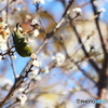 繡眼鳥ー③