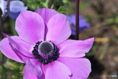 花一華、、、ⅱ