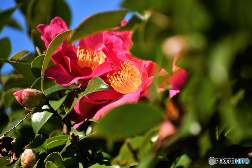 山茶花