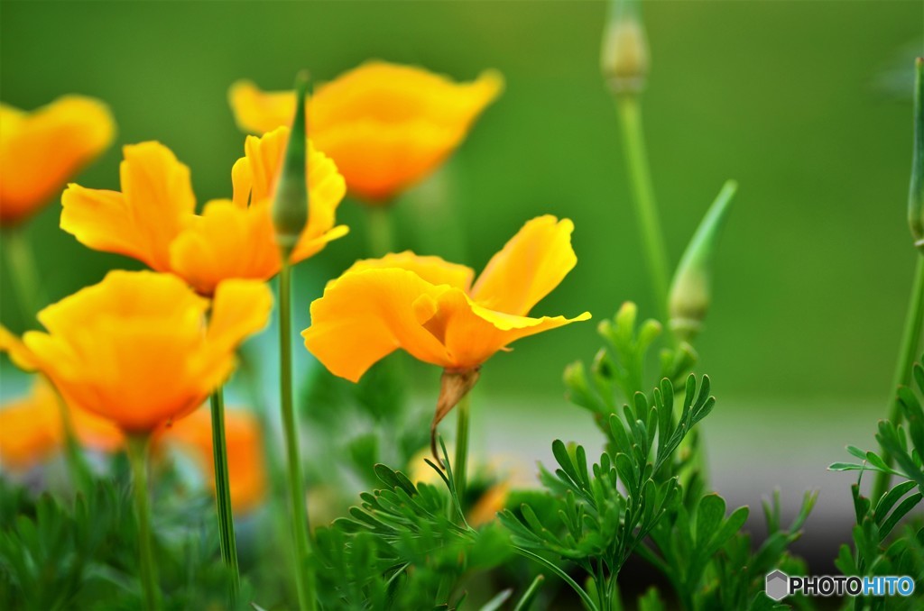 花菱、そう、、、？？