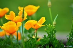 花菱、そう、、、？？