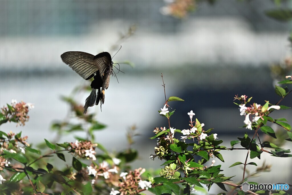 黒の舞～ⅱ