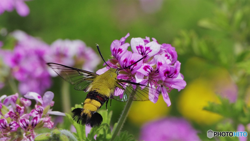 初夏の虫達～Ⅲ