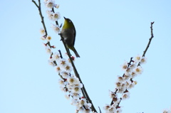 めじろ (２)