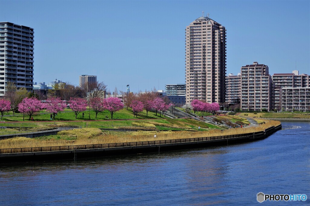 汐入公園と陽光桜