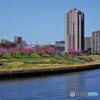 汐入公園と陽光桜