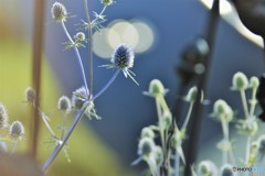 銀青色の薊