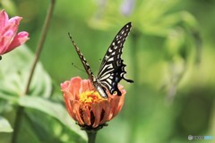 ダンサーの如く～⑤