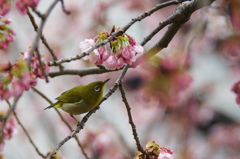 春の入り口 (1)