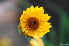 文月花ー13