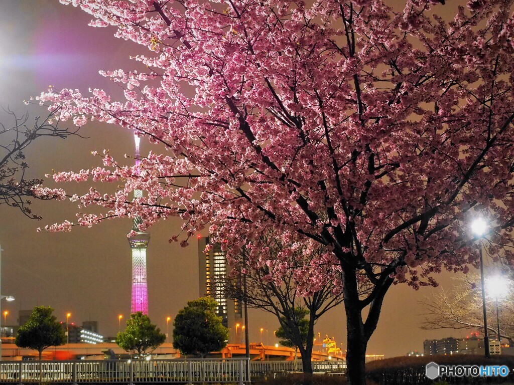 オオカン夜桜～ⅵ