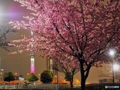 オオカン夜桜～ⅵ