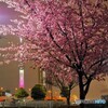 オオカン夜桜～ⅵ