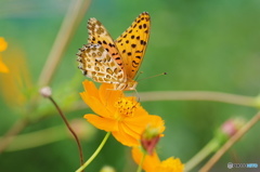 ツマグロヒョウモンの舞ー８