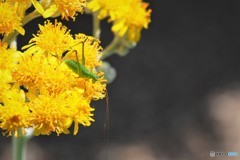 白妙菊。