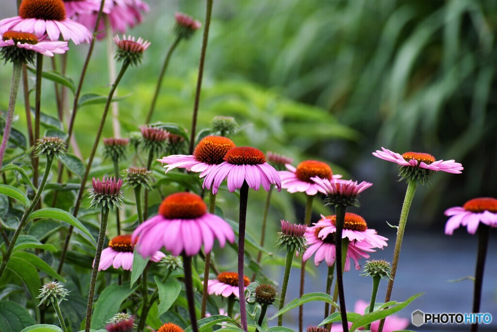 紫馬簾菊