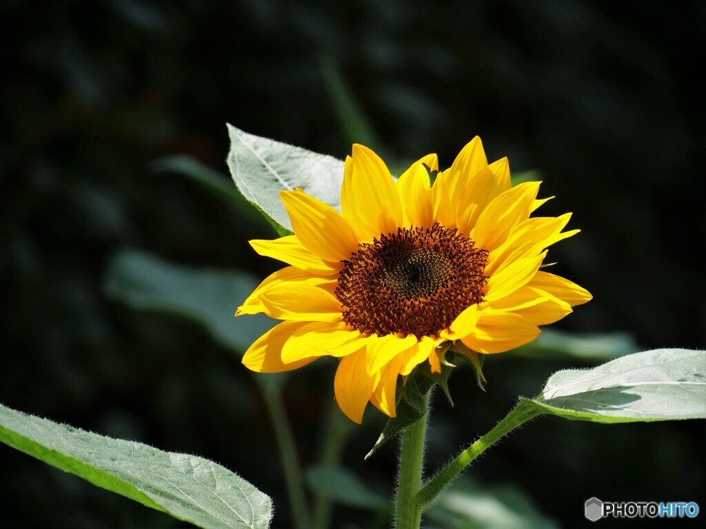 夏の華