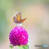 二つの紅の華。
