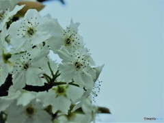 梨も咲く、、、。