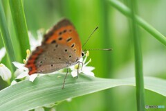 韮の花が好き。