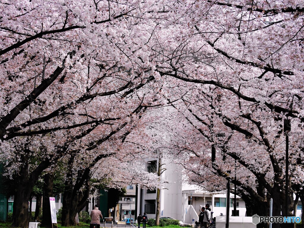 桜便り～xlvii