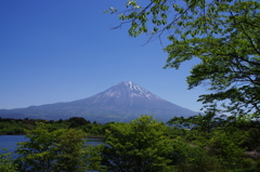 田貫湖からの雄姿ー１