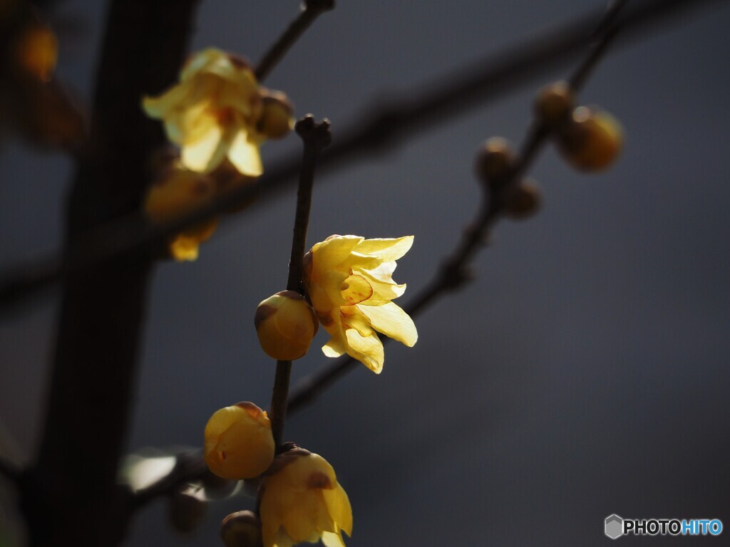 早咲き蠟梅～ⅲ